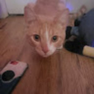 Meet your Posher, Robin